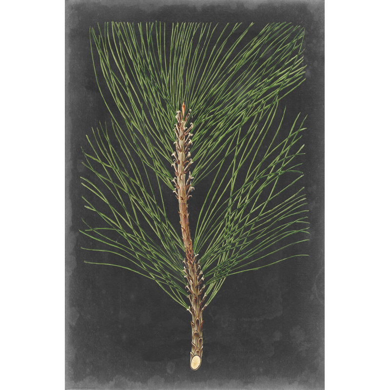 Dramatic Pine I by Vision Studio - Painting Print, 30cm H x 20cm W, Wrapped Canvas