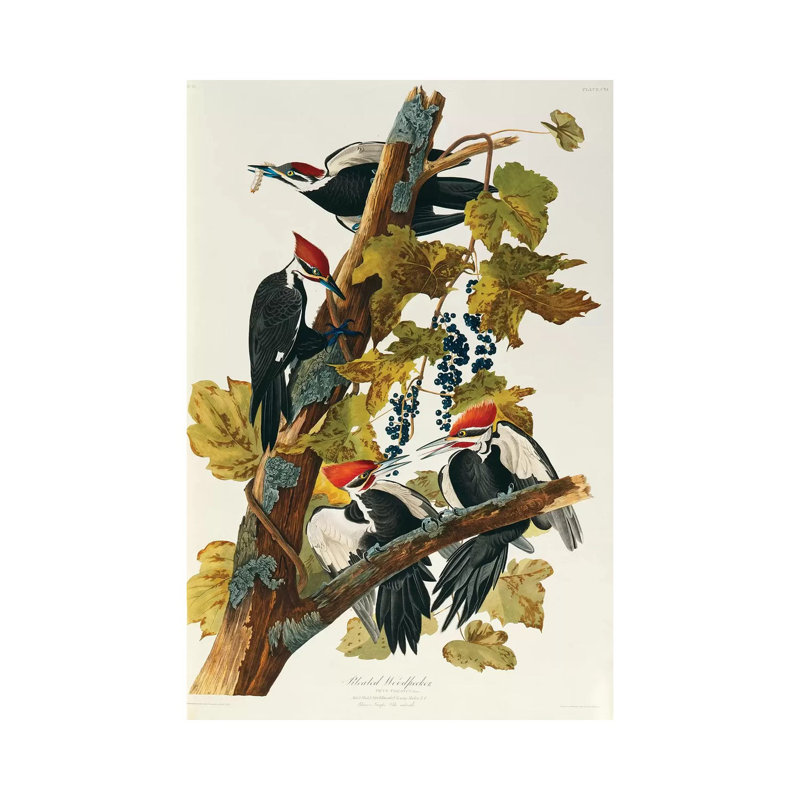 Pileated Woodpecker (Plate 111, Birds Of America) by John Audubon - Print on Canvas, 66.04 cm H x 45.72 cm W x 1.91 cm D