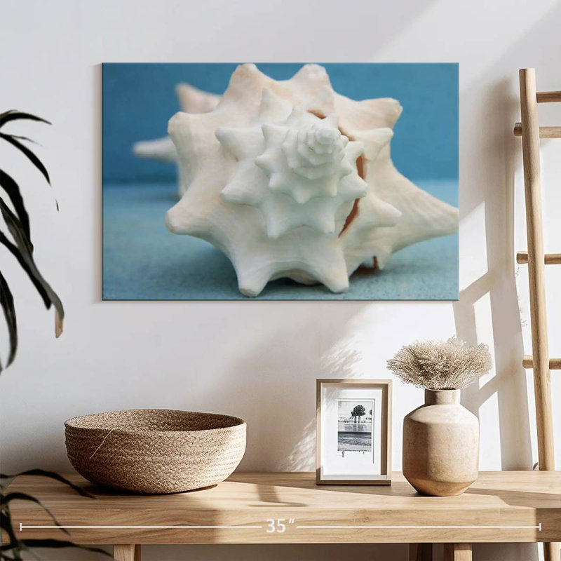 Aletra White Conch Seashell, 16" H x 24" W