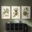 Feuilles antiques I - Impression sur mesure encadrée de qualité supérieure - 3 pièces