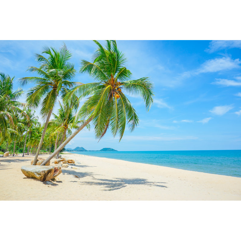 Cocotier sur la plage - Photographie sur toile tendue, L 36 po x H 24 po