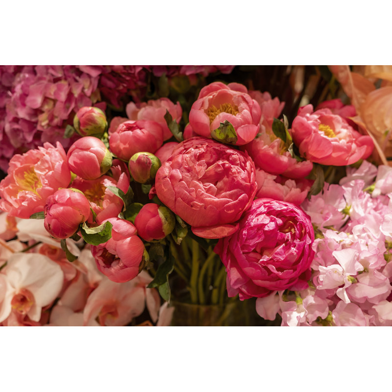 Pink Rose - Wrapped Canvas Print, 51cm H x 76cm W x 3.8cm D