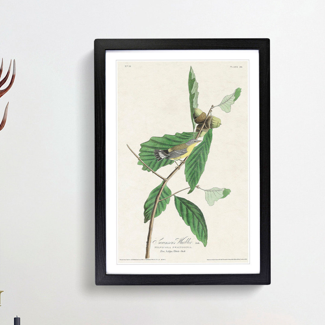 Warbler Bird by John Audubon - Picture Frame Painting Print