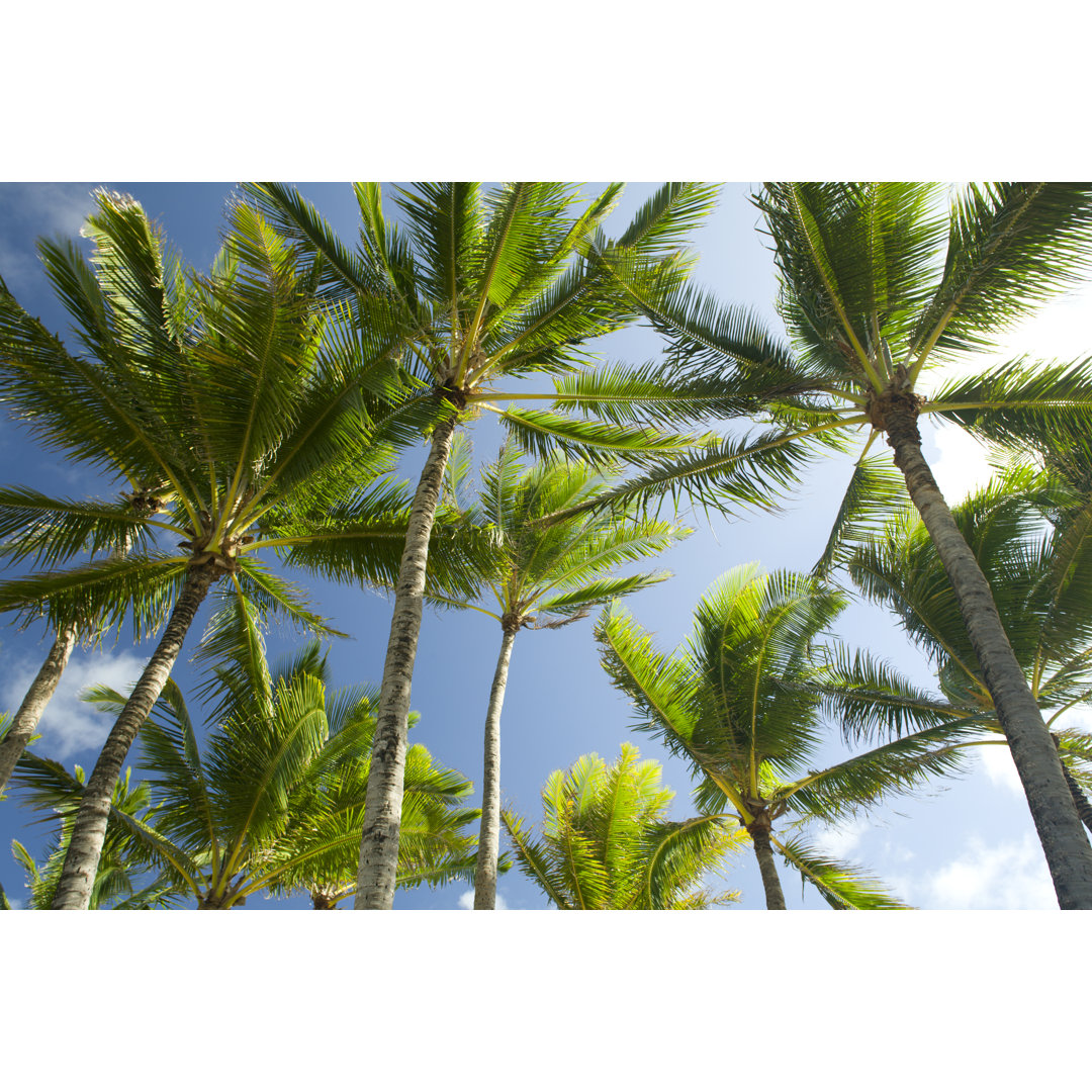 Looking Up At Palms von Jimkruger - Leinwandbild