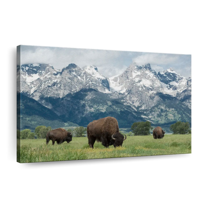 Bison and Buffalo Grazing Teton Bison sur toile, H 26 po x l 39 po x P 1,25 po