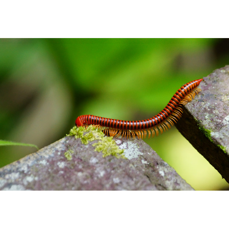 Red Millipede by Patrick_Gijsbers - No Frame Print on Canvas, 30cm H x 46cm W