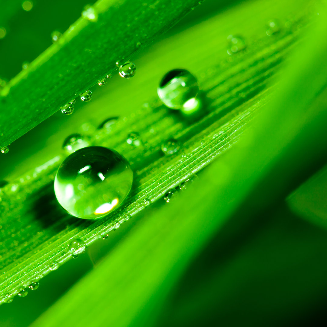 Raindrops On Green Blades von Pawel Gaul - Druck