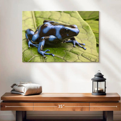 Brampt Panama Blue Poison Dart Frog