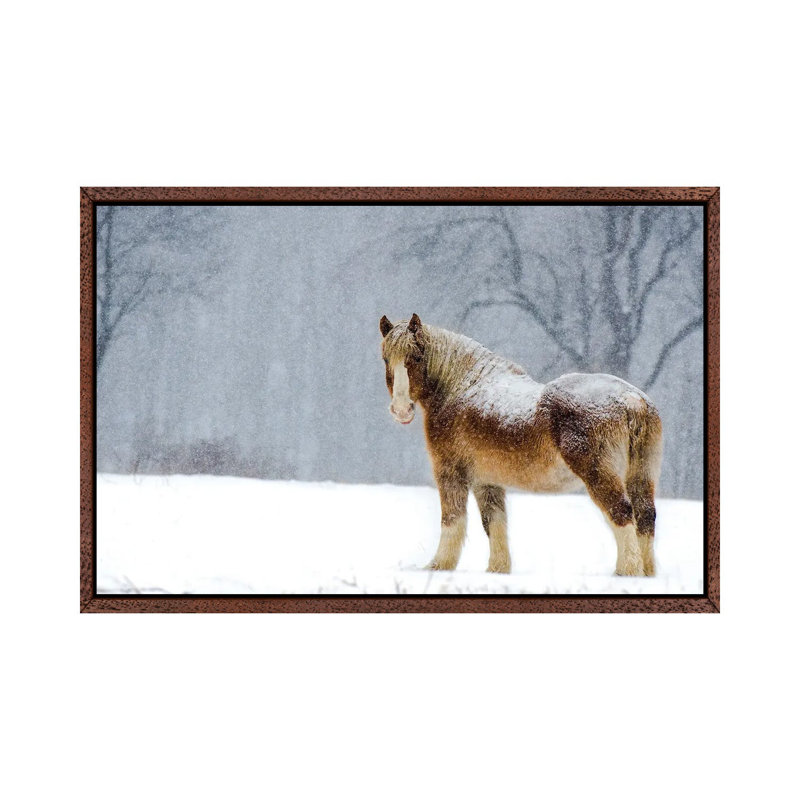 Belgian Snow II by David Gardiner - Print on Canvas, Brown Framed, 66.04 cm H x 45.72 cm W