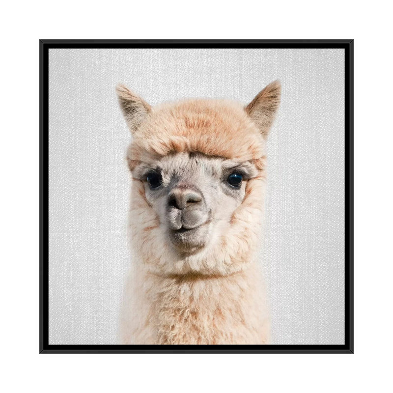 Alpaca par Gal Design - impression d'art graphique, Aucun mat, H 18 po x l 18 po x 1,5 po, Toile avec cadre noir