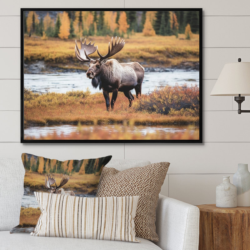 Orignal en Alaska, paysage I - animaux, impressions sur toile, Cadre flottant noir, H 34 po x l 44 po x P 1,5 po