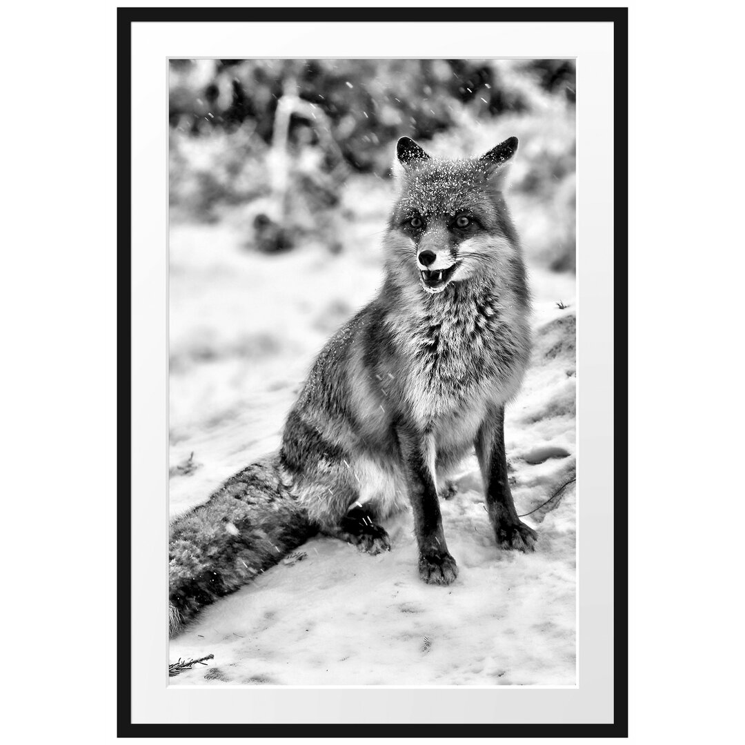 Gerahmtes Poster Fuchs im Schnee