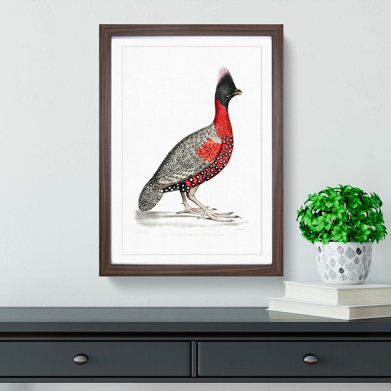 Black-Headed Pheasant by John Edward Gray - Picture Frame Painting Print, 48cm H x 36cm W x 2cm D, Walnut Framed