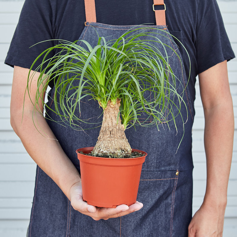 House Plant Shop Live Palm Plant Low Maintenance Plant Rattan