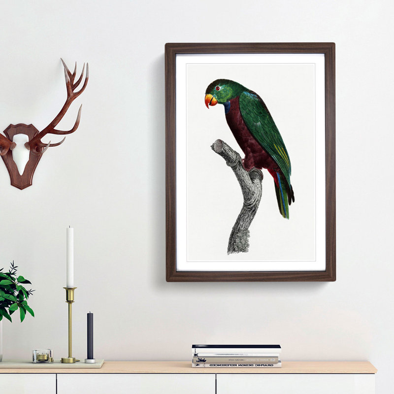 Red-Billed Parrot by F. Levaillant - Picture Frame Painting Print, 36cm H x 27cm W x 2cm D, Walnut Framed