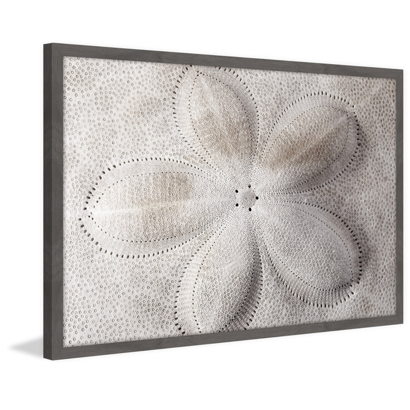 Shell Finger - Single Picture Frame Print, 61 cm H x 91 cm W