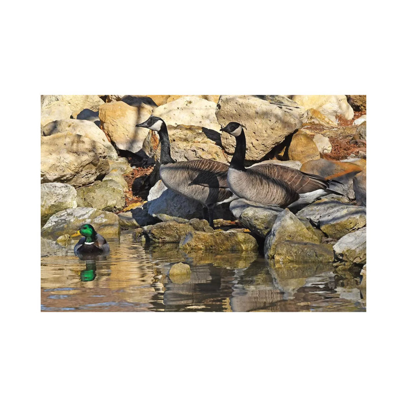 Waterfowl On The Rocks by Brian Wolf - Wrapped Canvas Print, 45.72cm H x 66.04cm W x 1.91cm D