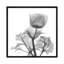 Lonely Anemone by Albert Koetsier - Gallery-Wrapped Canvas Giclée on Canvas-1822955203-1849970651