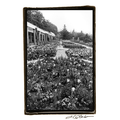Garden Elegance VIII by Laura DeNardo - Wrapped Canvas Print