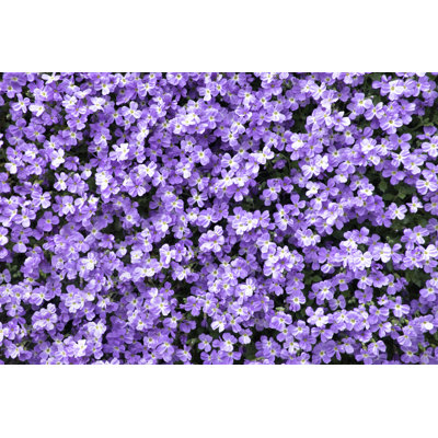 Purple Bush Plant by Deepblue4You