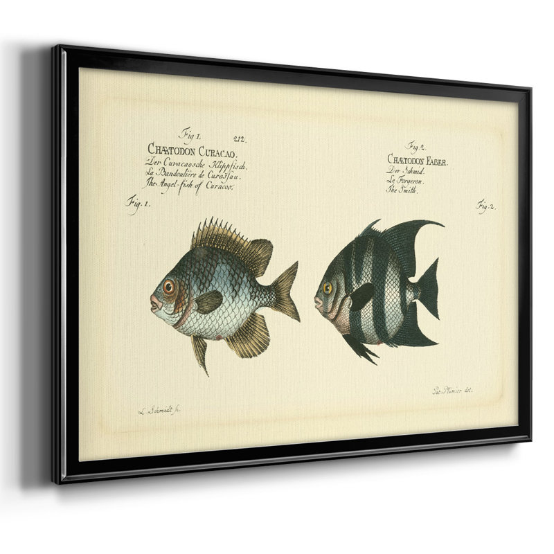 «Bloch Antique Fish II», reproduction d'un seul cadre photo sur toile, Noir, H 26 po x l 38 po x P 1,5 po