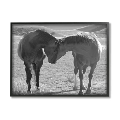 Chevaux étreignant la photographie par Steve Toole
