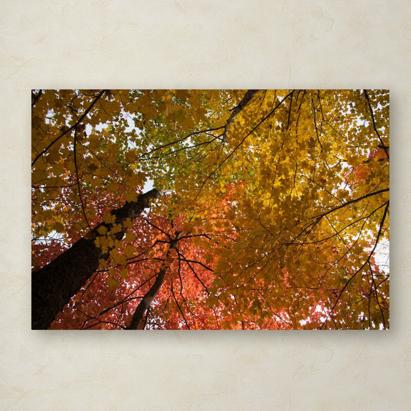 Spectacular Autumn Trees Canvas Art in Vibrant Colors