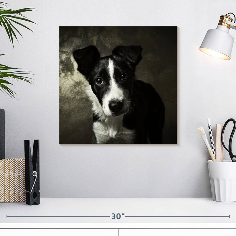 Chiot Border Collie de Brampt, H 16 po x l 16 po