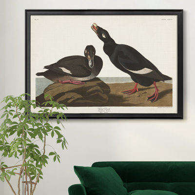 " Velvet Duck "