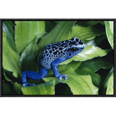 Blue Poison Dart Frog Very Tiny Frog Used By Indian Tribes To Poison Tips Of Arrows, Native To South America' Framed Photographic Print -  East Urban Home, EAAC7083 39221066