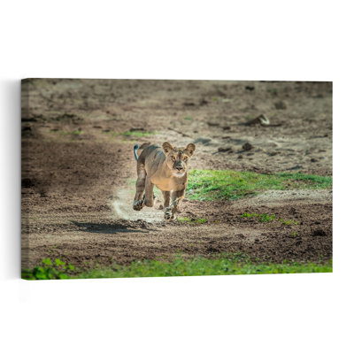 Running Wild Lioness Contemporary Cat Lion Nature Wildlife Wall Art Print by Jeffrey C. Sink - 1 Piece Wrapped Canvas Wall Art