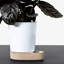 Sip Planter-1509940494