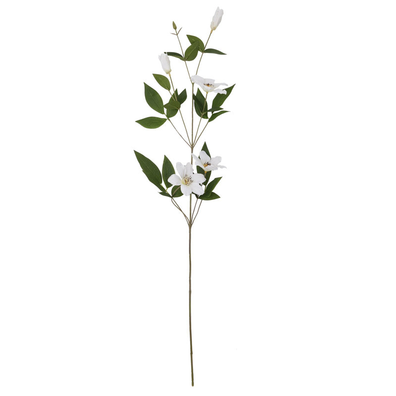 Anastasija Arrangement