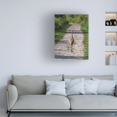 «Sand Hill Crane Walking Down The Path On Canvas» par Kurt Shaffer, reproduction de photos