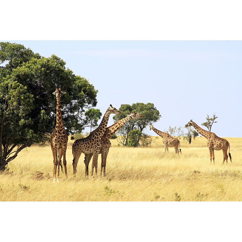 Laveah Masai Mara Giraffes by Tankbmb - Wrapped Canvas Print, 51cm H x 76cm W x 3.8cm D