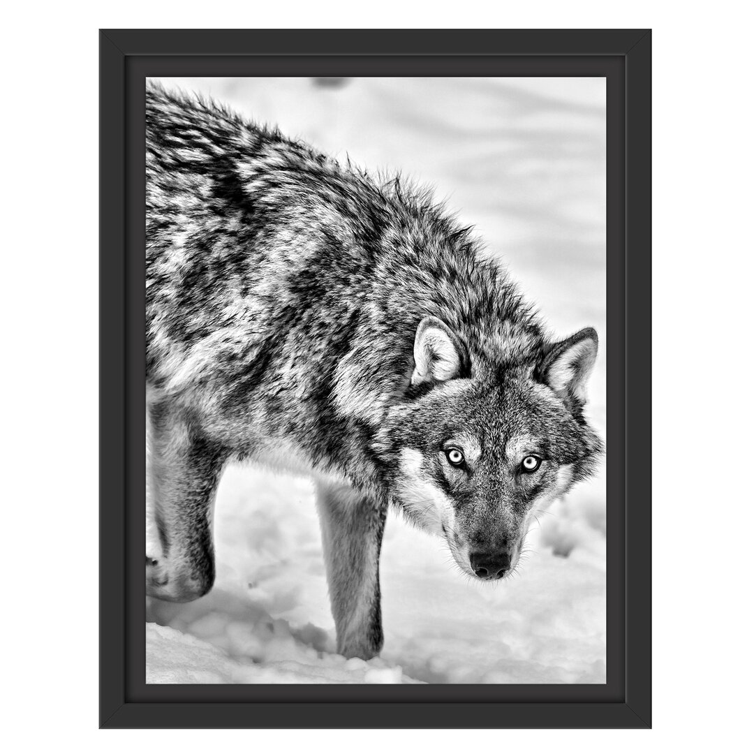 Gerahmter Fotodruck Rare Snow Wolf