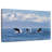 Brampt Lively Killer Whales-107849047