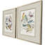 Bird Variety Framed Art