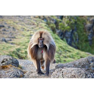 Gelada Baboon - Wrapped Canvas Print