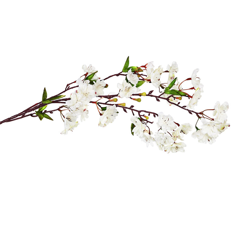 Fleur de cerisier en fleurs, Crème / blanc