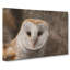 Barn Owl Vol.1 - Wrapped Canvas-61876142