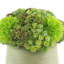 Rizal Faux Succulent in Fiberstone Pot-1299653788