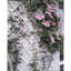 Nature Garden Trellis PVC-23486951-23404891