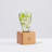 Solid Wood Novelty Lamp