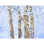 Ice Crusted Birch Trees Framed Print Canvas-65859131-132439396