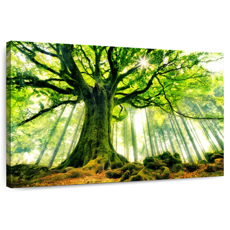 Hêtre Harnek Ponthus dans la forêt de Brocéliande, H 16 po x l 24 po