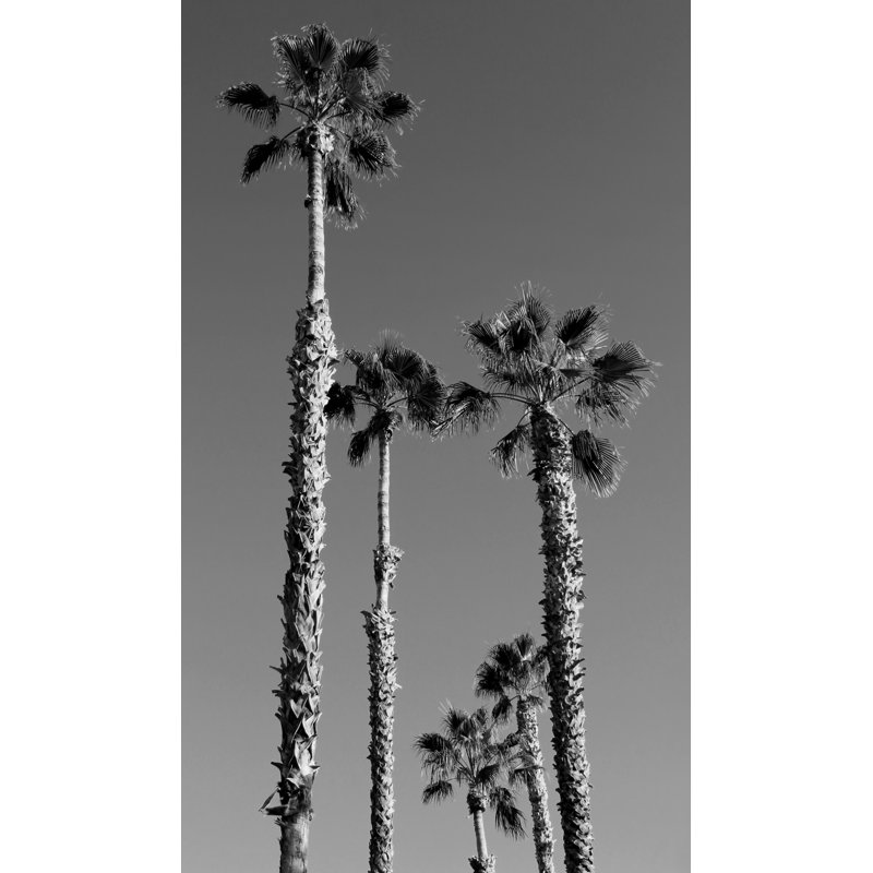 California Palms Print by Christopher Kennedy