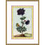 Botanical Giclee Print by Auguster Reger