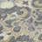 Machine Washable Indoor/Outdoor Xhevrie Beige Rug-58094513