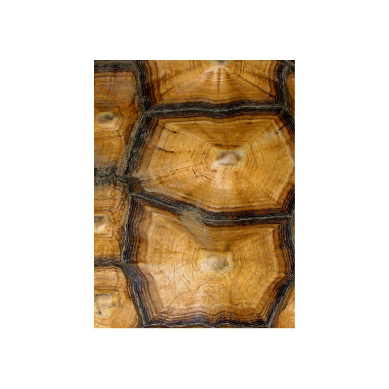 Carapaced Motif VII Print by Austin Beiv, 32" H x 24" W, Glass Coat